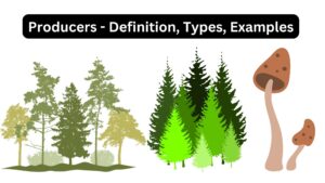 Producers – Definition, Types, Examples
