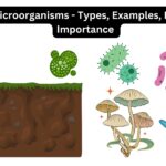 Soil Microorganisms - Types, Examples, Factors, Importance 