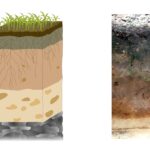 Soil profile and Soil Horizon - Definition, Types, Importance