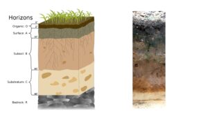 Soil profile and Soil Horizon – Definition, Types, Importance