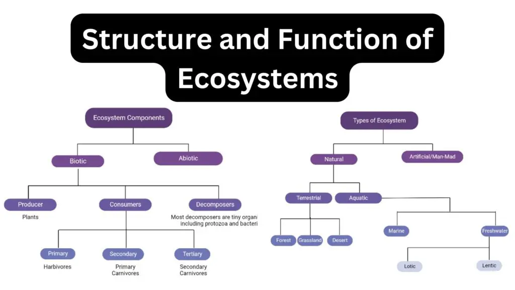 Structure And Function Of Ecosystems - Definition, Types - Biology ...