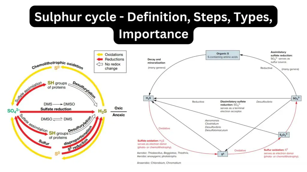 Sulphur Cycle - Definition, Steps, Types, Importance - Biology Notes Online