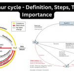 Sulphur cycle - Definition, Steps, Types, Importance