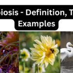 Symbiosis Relationship- Definition, Types, Examples