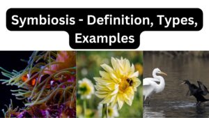 Symbiosis – Definition, Types, Examples