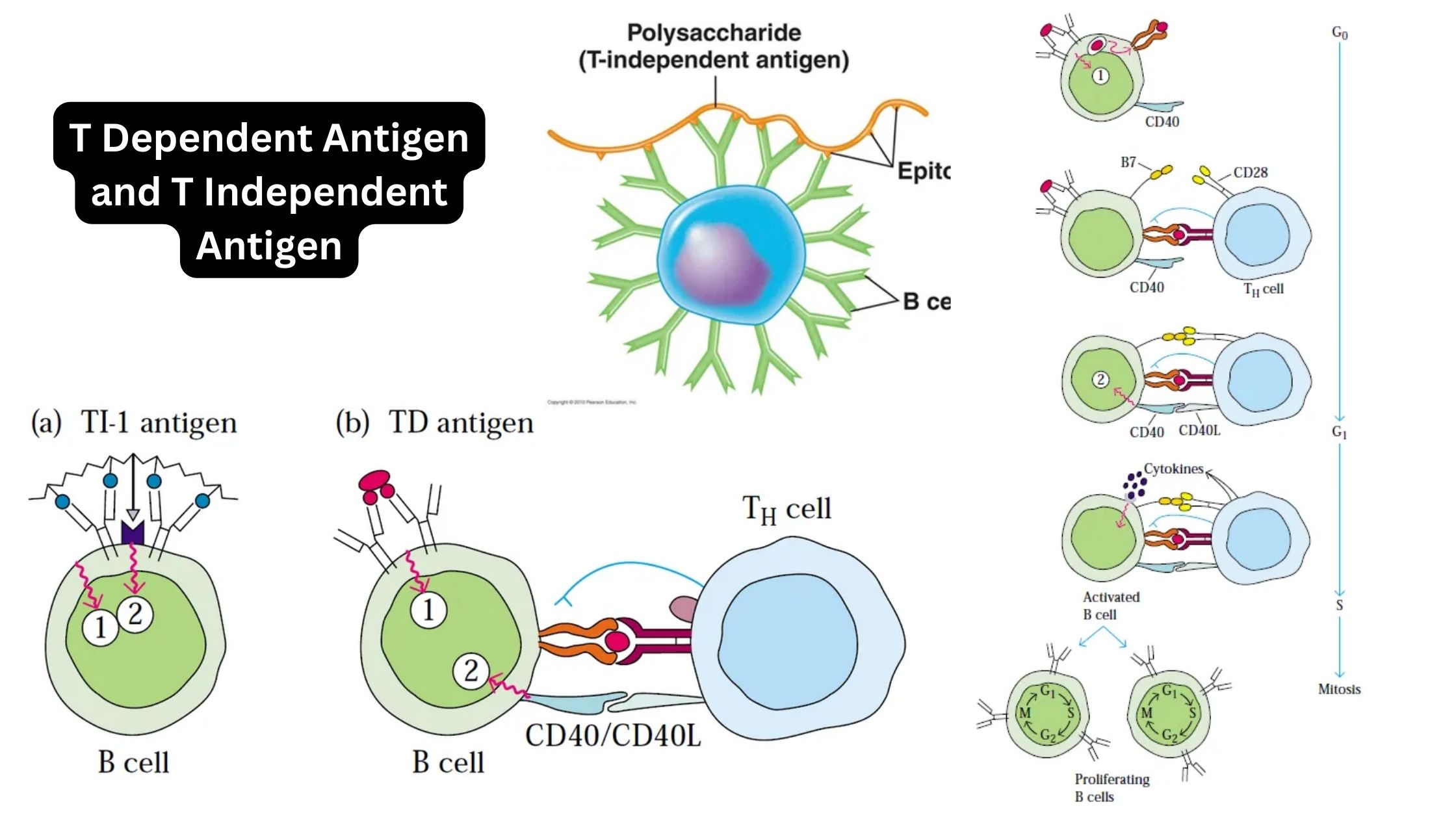 T Dependent Antigen and T Independent Antigen