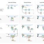 Difference Between Classical, Alternative and Lectin Pathway