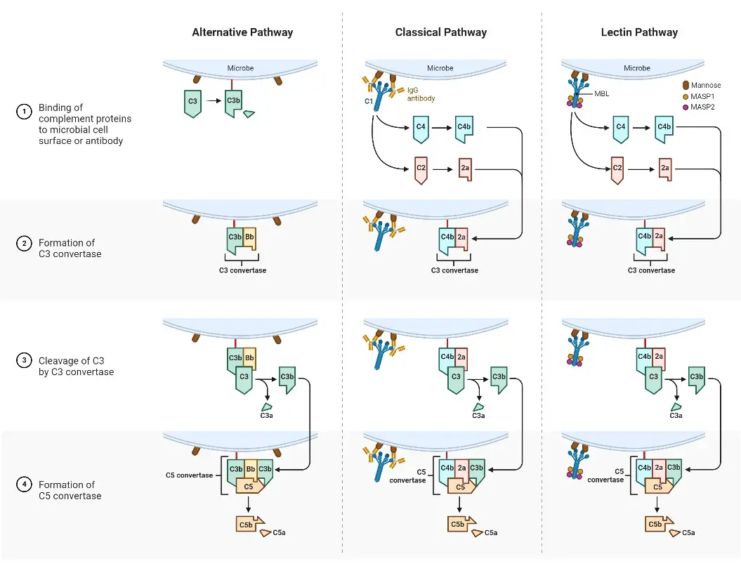 Difference Between Classical, Alternative and Lectin Pathway