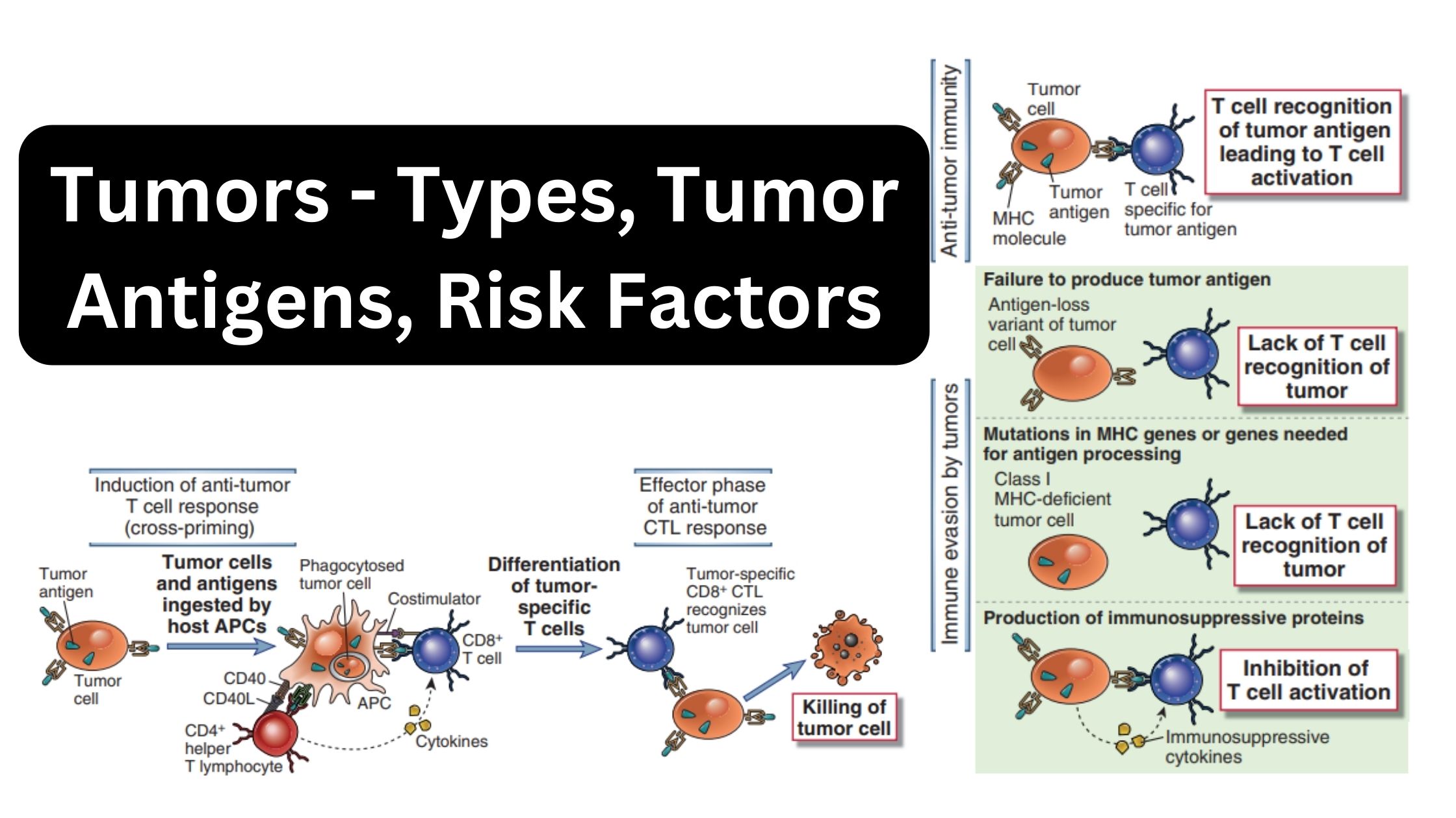 Immunology - Biology Notes Online