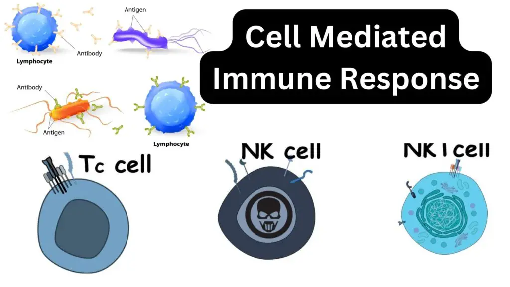 Cell Mediated Immune Response - Biology Notes Online