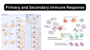 Primary and Secondary Immune Response