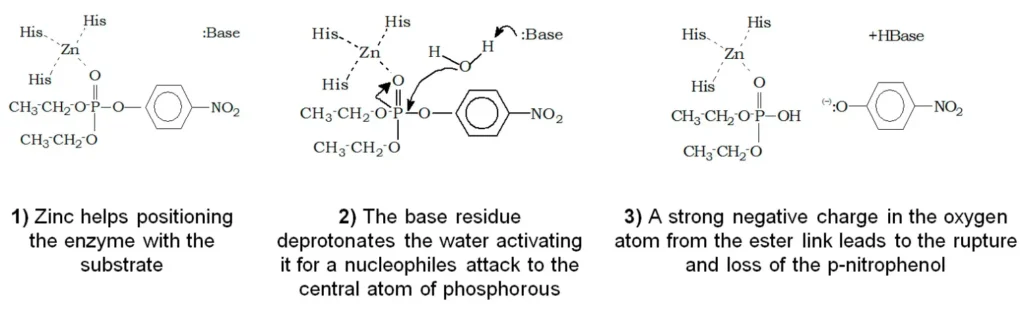 Proposed mechanism for PTE activity. Zinc’s active site functions in phosphate polarization, making phosphor more susceptible to the attack. 1) A base subtracts a proton from a water molecule with the subsequent attack of the hydroxyl to the central phosphorous. 2) The intermediary complex originates the products 3) p-nitrophenol and diethyl thiophosphate [6].