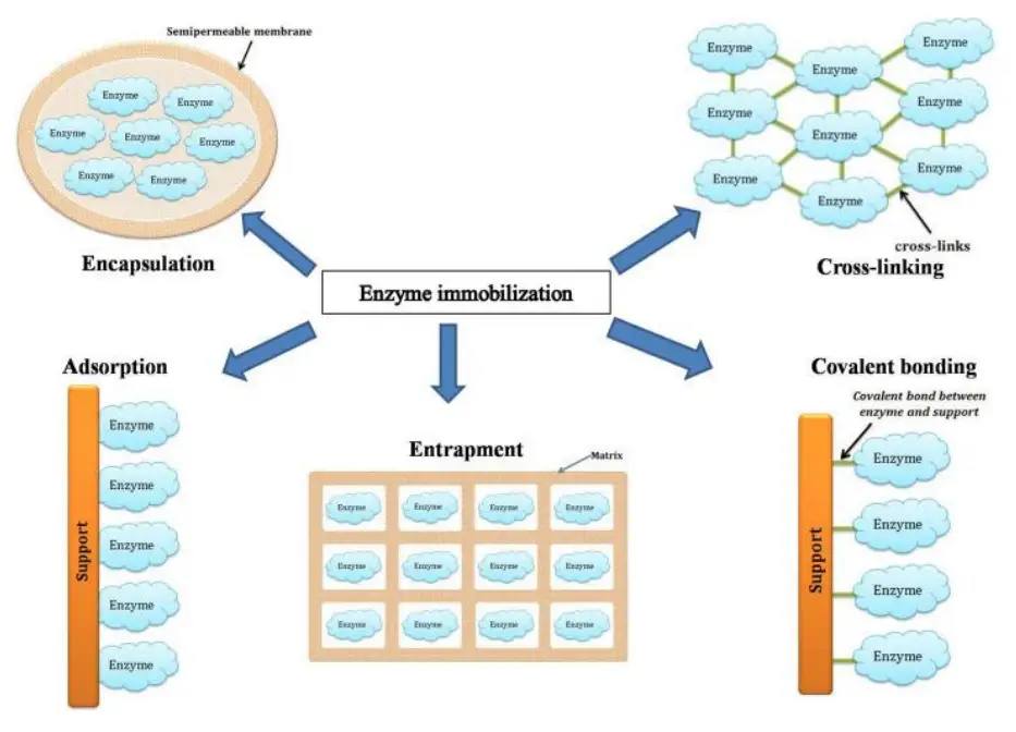 Enzyme immobilization Techniques / Methods of Immobilization