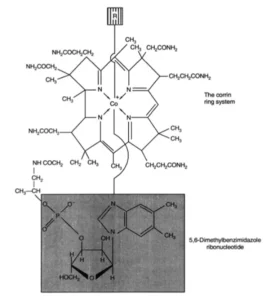 Vitamin B12 Production