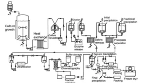 Enzymes (amylase, protease, lipase) Production