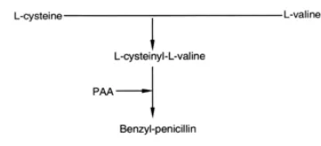 Penicillin Production