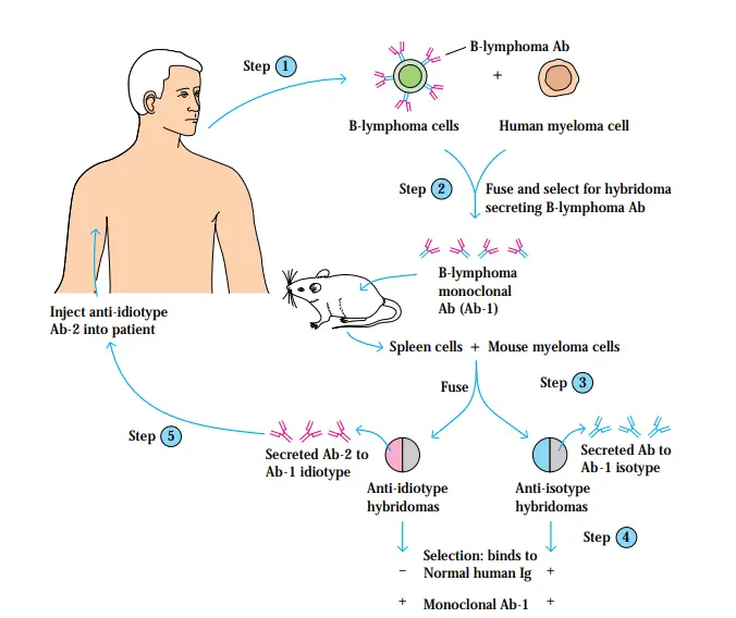 Cancer Immunotherapy 