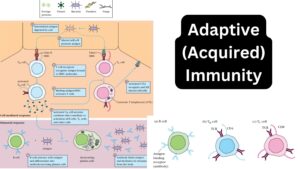 Adaptive (Acquired) Immunity