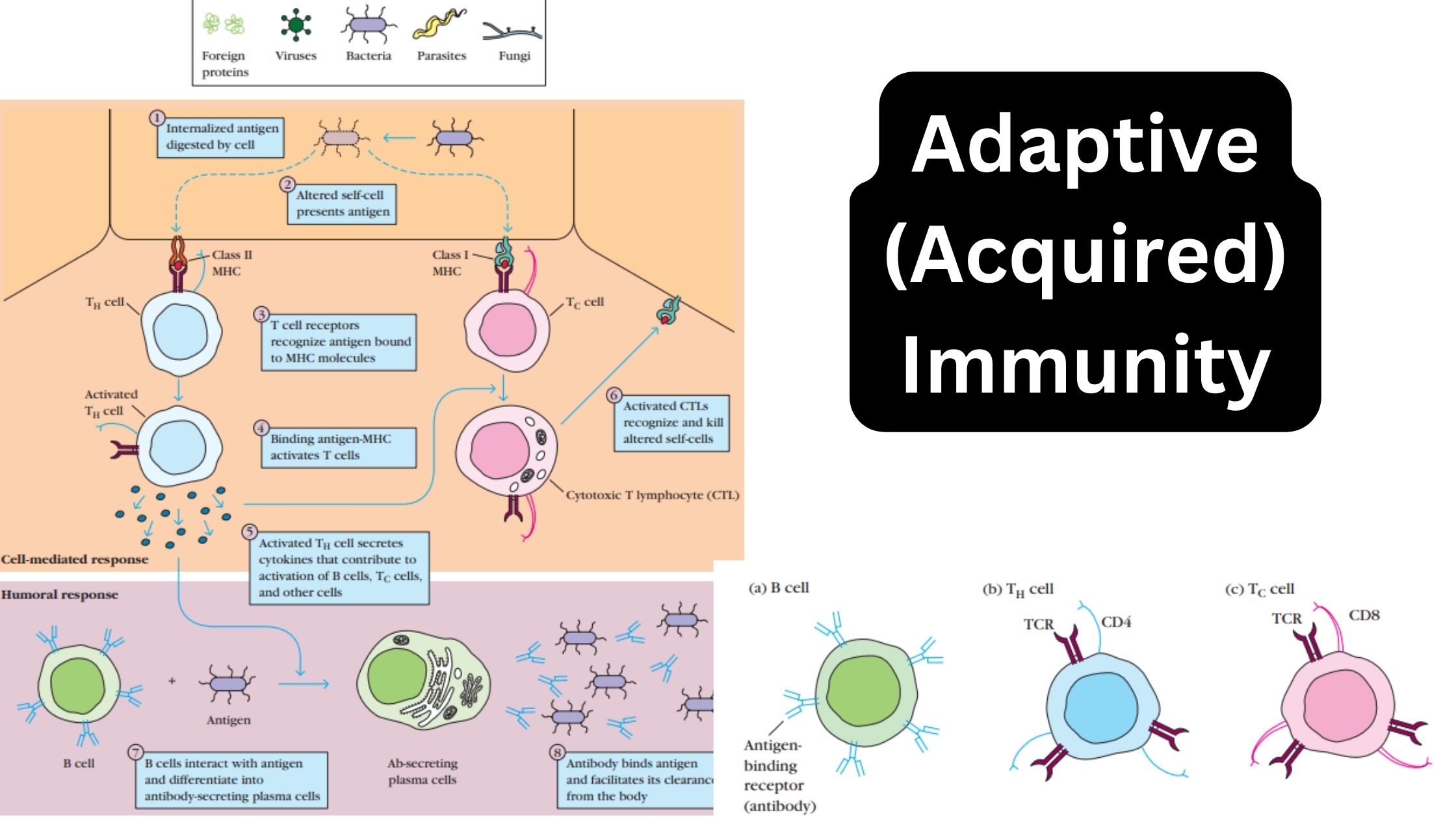 Adaptive (Acquired) Immunity