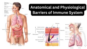 Anatomical and Physiological Barriers of Immune System