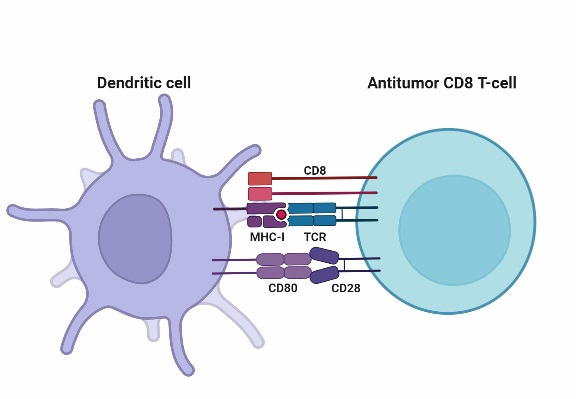 Dendritic cell - Definition, Location, Structure, Types, Functions