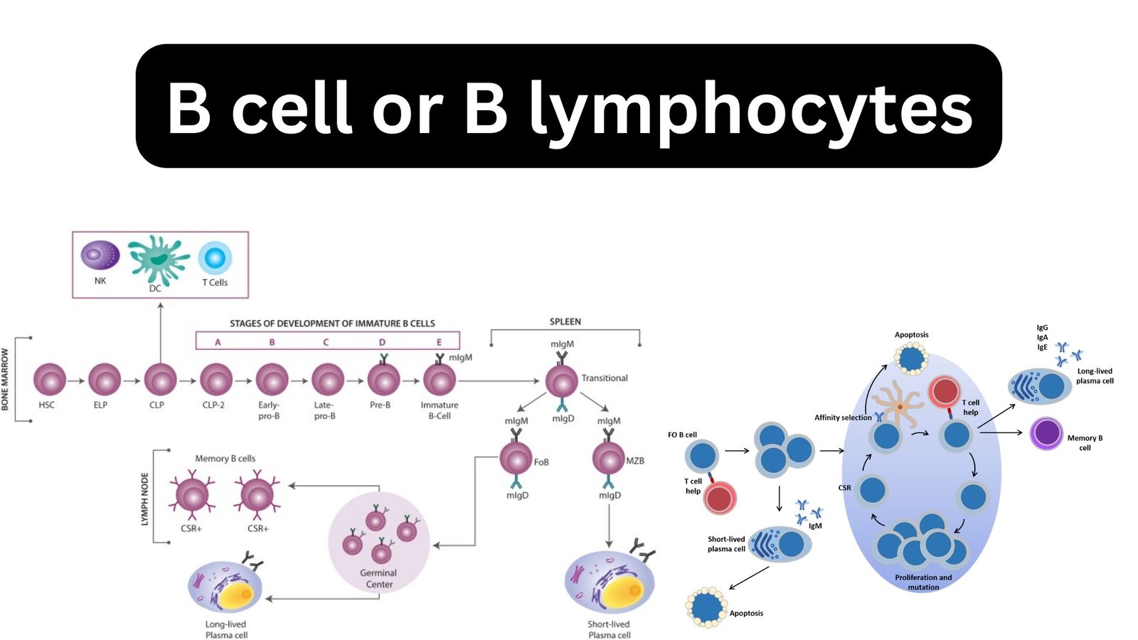 B cell or B lymphocytes - Definition, Function, Types