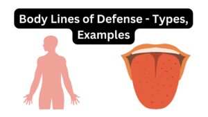 Body Lines of Defense – Types, Examples