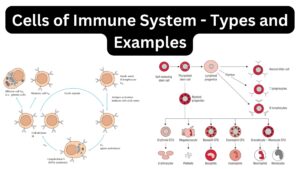 Cells of Immune System – Types and Examples