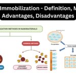 Enzyme Immobilization - Definition, Methods, Advantages, Disadvantages