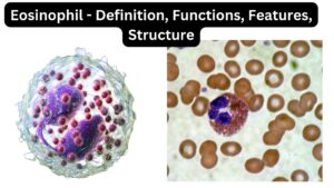 Eosinophil – Definition, Functions, Features, Structure