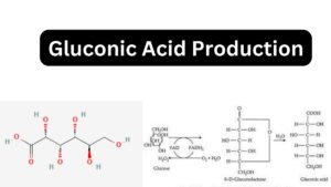 Gluconic Acid Production