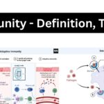 Immunity - Definition, Types, Mechanism, Components, and Immunization