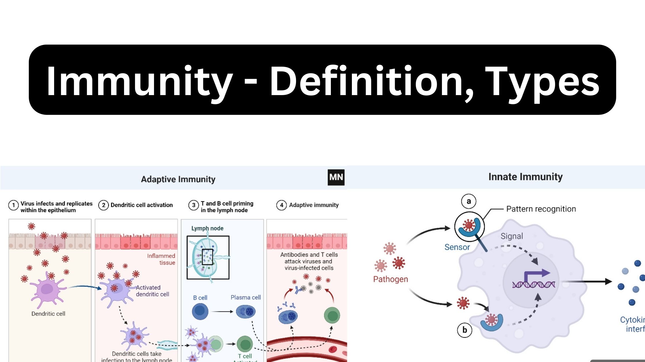 Immunity - Definition, Types, Mechanism, Components, and Immunization