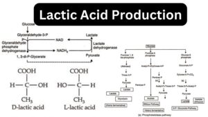 Lactic Acid Production