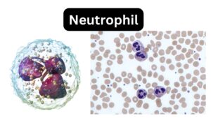 Neutrophil – Definition, Structure, Functions