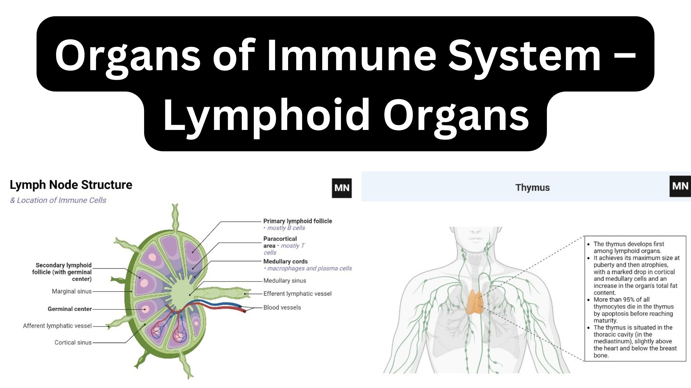 Organs of Immune System – Lymphoid Organs