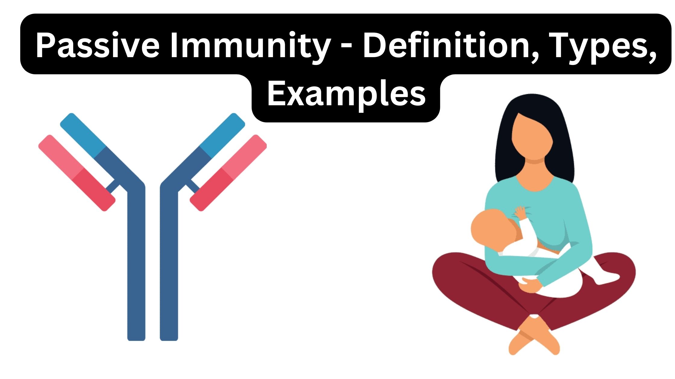 Passive Immunity - Definition, Types, Characteristics, Examples