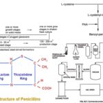 Penicillin Production