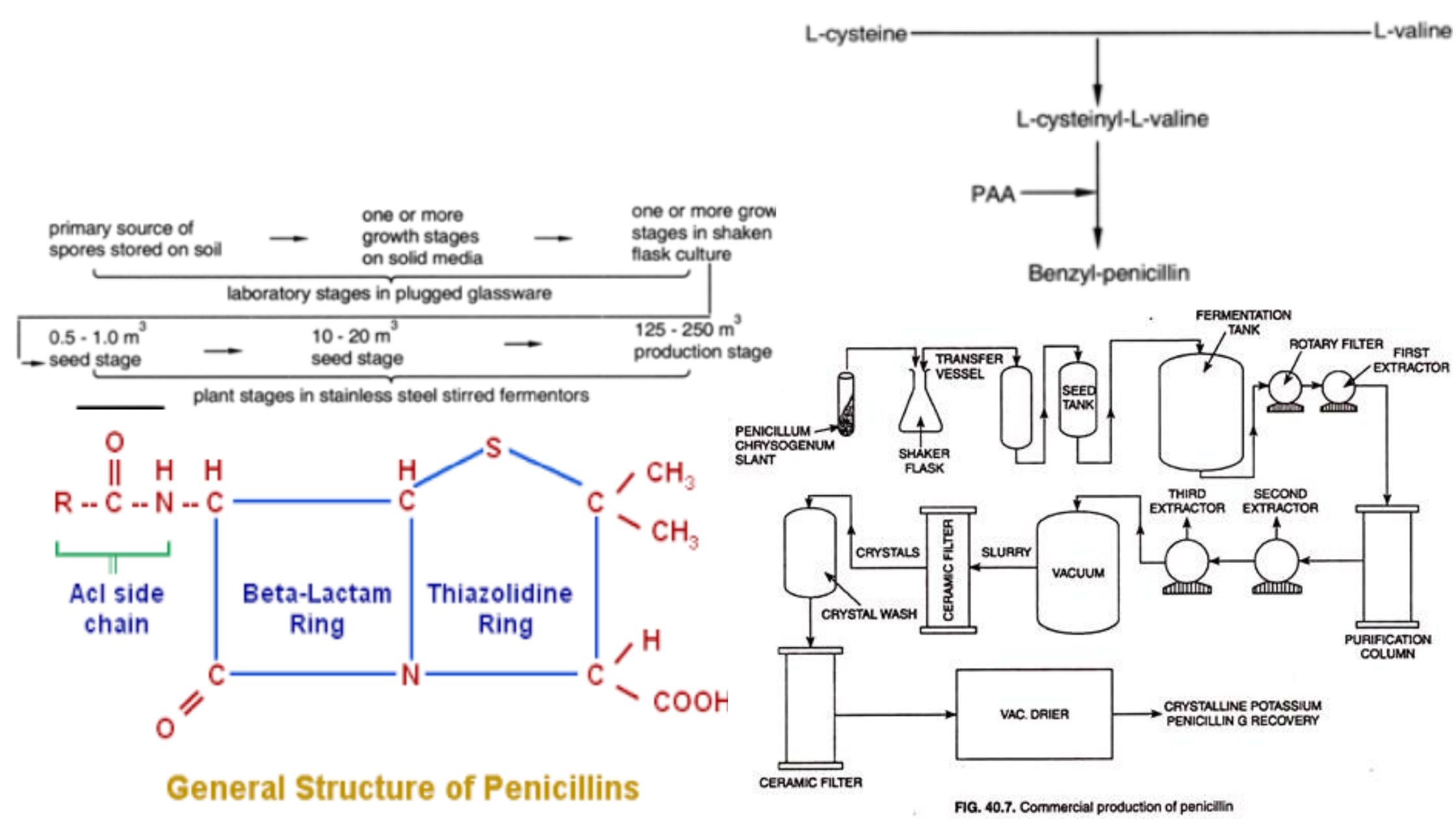 Penicillin Production