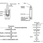 Production Strain - Screening, Development, Preservation, Preparation