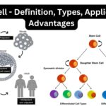 Stem cell - Definition, Types, Application, Advantages