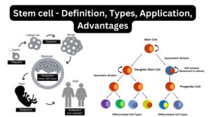 Stem cell – Definition, Types, Application, Advantages