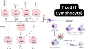 T cell (T Lymphocyte) – Definition, Structure, Types, Development, Functions