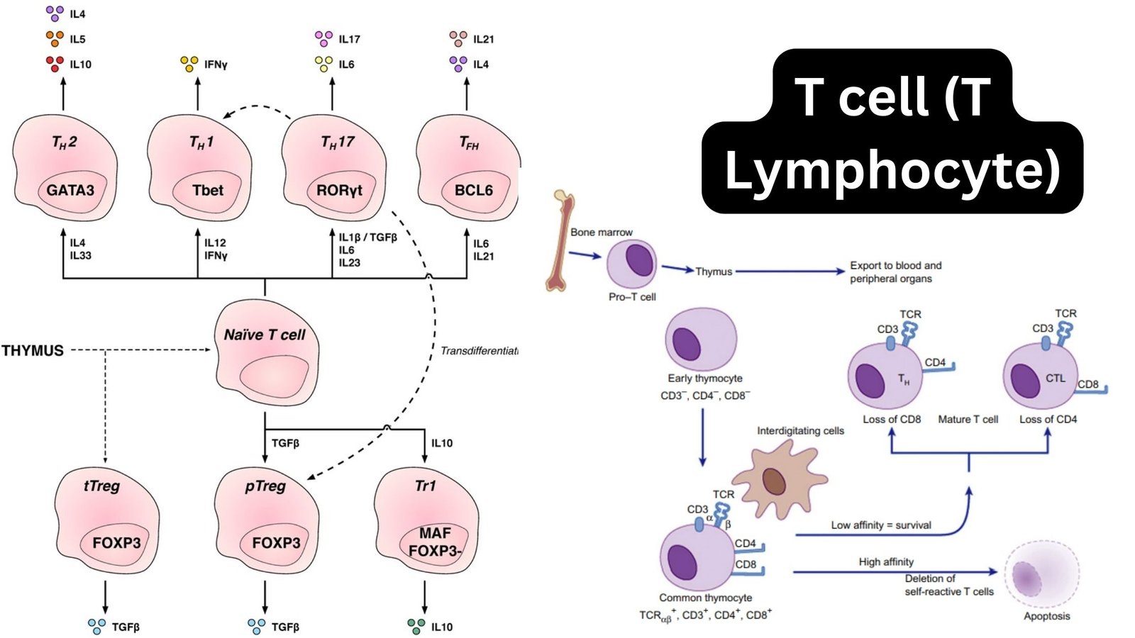 T cell (T Lymphocyte) - Definition, Structure, Types, Development, Functions