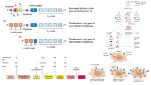 Tumor Antigen