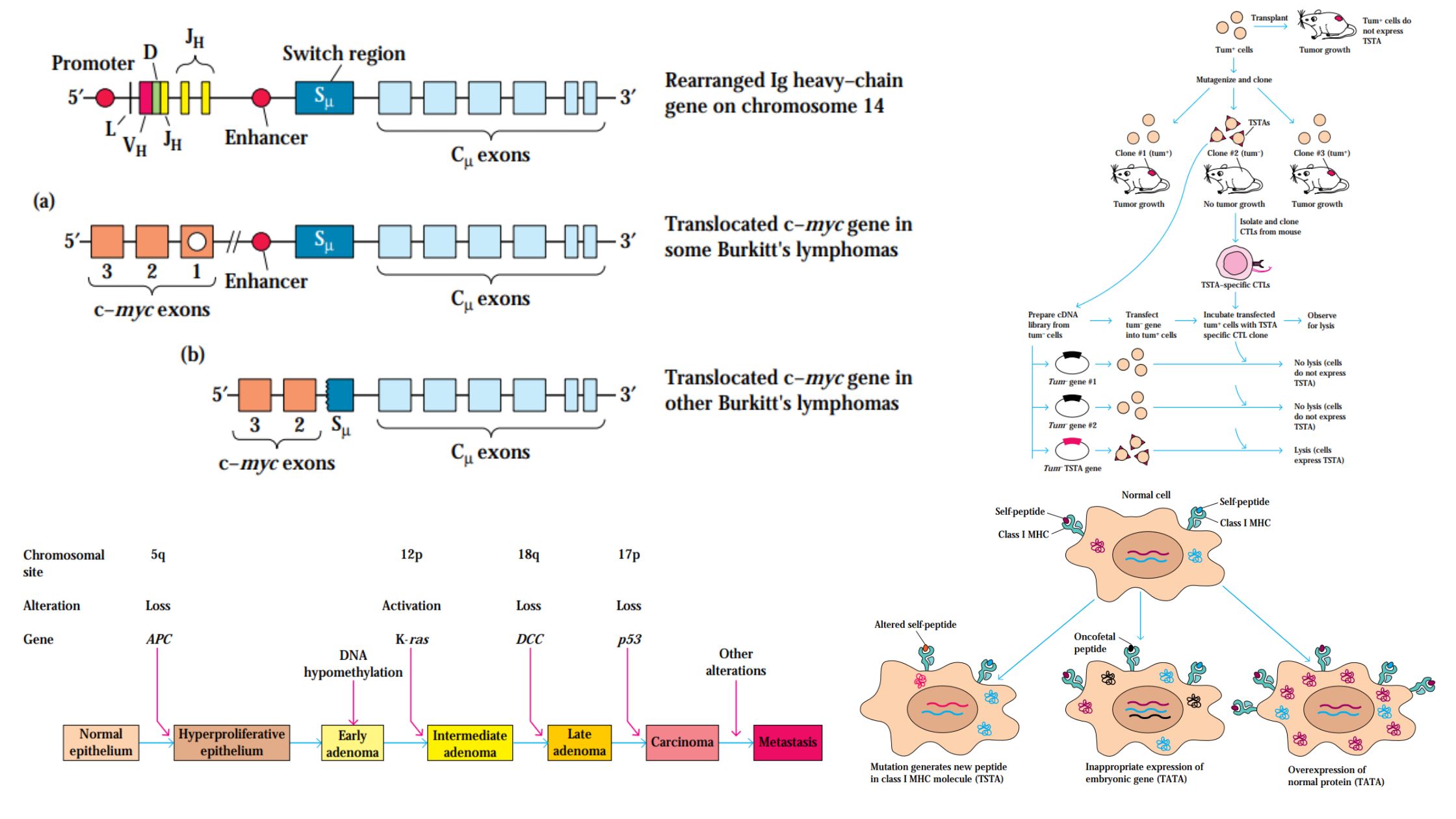 Tumor Antigen