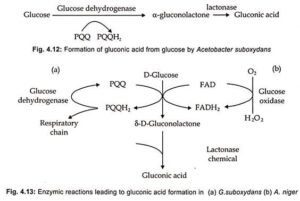 Gluconic Acid Production - Biology Notes Online