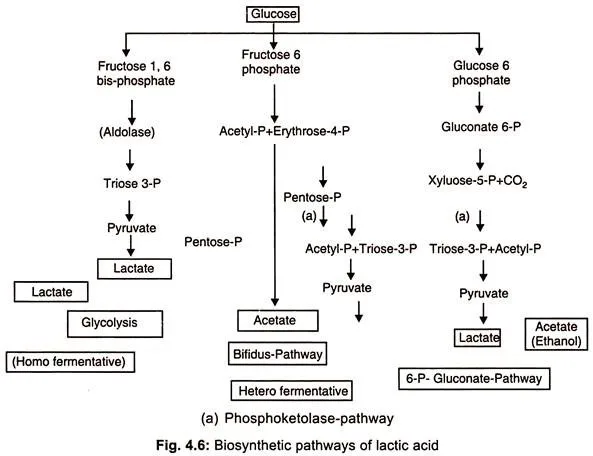 Biosynthesis of Lactic Acid