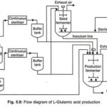 L-Glutamic Acid Production