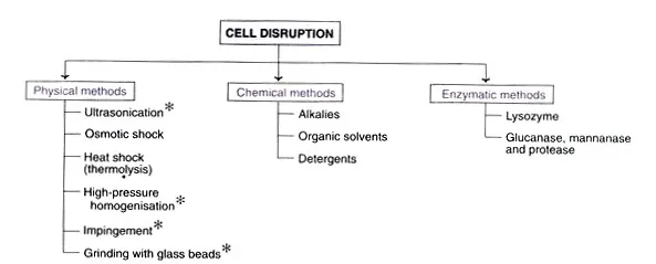 Downstream Processing Steps 5 Release of Intracellular Products